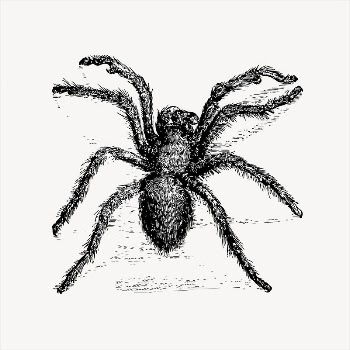  Tarantula, hairy spider  | Free Vector - rawpixel