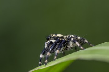 Tarantula In Close-up Photography