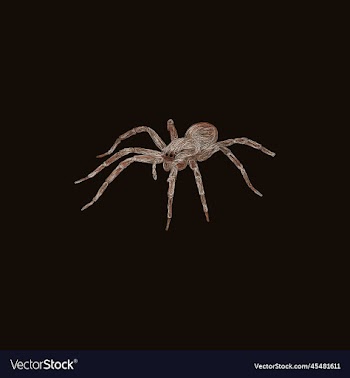 tarantula spider artwork style design
