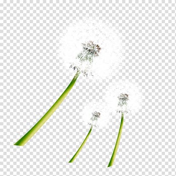 Taraxacum coreanum Dandelion Pattern, White dandelion pull material Free transparent background PNG clipart