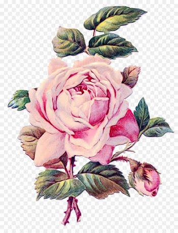 Tattoo, Abziehtattoo, Rose, Flower, Garden Roses PNG