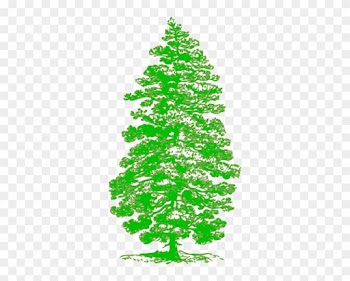 Tattoo Free Oak Tree Clip Art - Parts Of A Pine Tree