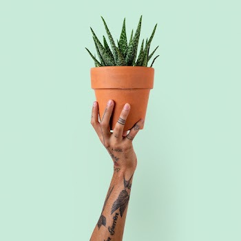 Tattooed hand holding a potted succulent… | Free stock photo | High Resolution image