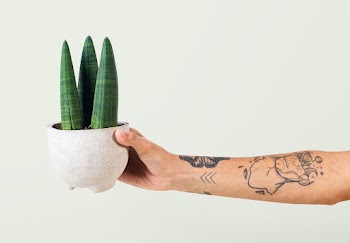 Tattooed hand holding potted cylindrical… | Free stock photo | High Resolution image