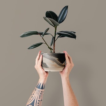 Tattooed hand holding potted rubber plant | Free stock photo | High Resolution image