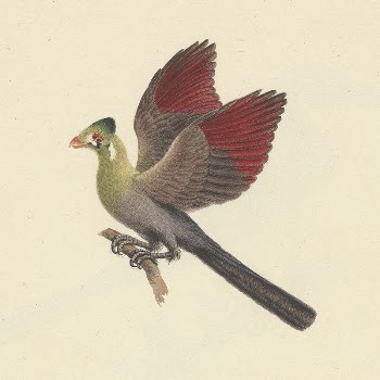 Tauraco leucotis (White-cheeked Turaco) by Luigi | Free Photo - rawpixel