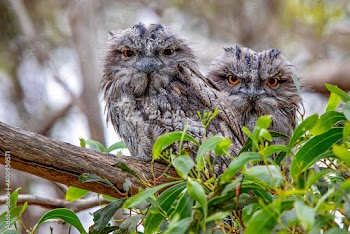 Tawny Frogmouth (Podargus strigoides) two chicks 