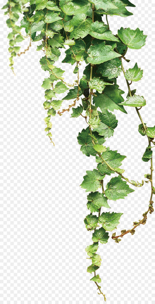 Te No Stock illustration Ha - Vines shelf 