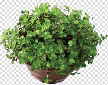 Tea Burrito Flowerpot Ornamental plant Vegetable, monstera transparent background PNG clipart