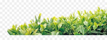 Tea culture Oolong Template - tea 