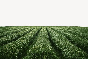 Tea field border collage element, | Free PSD - rawpixel