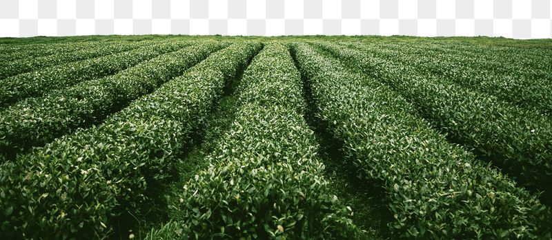 Tea field png border sticker, | Free PNG - rawpixel