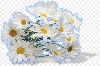 Tea German chamomile Portable Network Graphics Roman chamomile - tea 