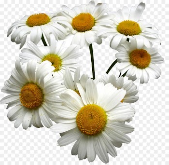 Tea German chamomile Roman chamomile Oil - White chrysanthemum 