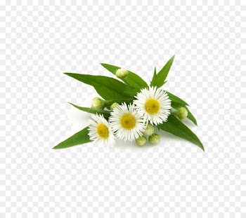 Tea German chamomile Vegetarian cuisine Roman chamomile - tea 