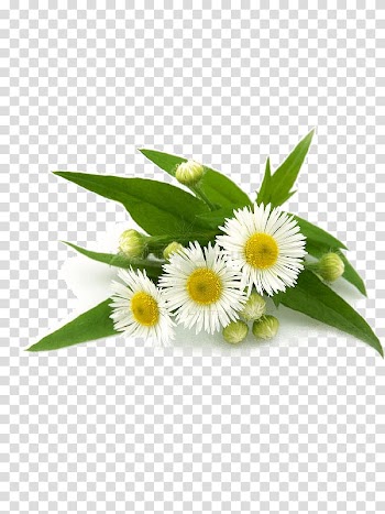 Tea German chamomile Vegetarian cuisine Roman chamomile, tea transparent background PNG clipart