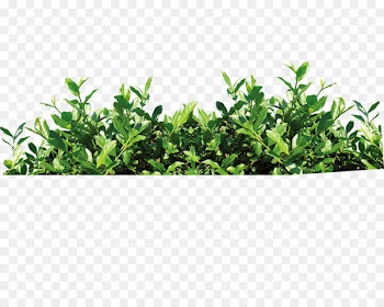 Tea Gratis Download - Tea from tea 