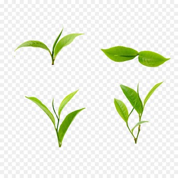 Tea Green Leaf Food - tea 