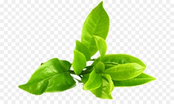 Tea, Green Tea, Mighty Leaf, Leaf, Plant PNG
