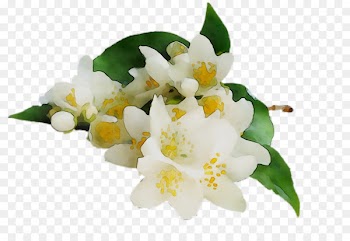 Tea Jasmine Essential oil Orange blossom -  