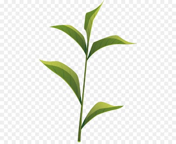 Tea Leaf Anxi County Oolong - Vector tea 