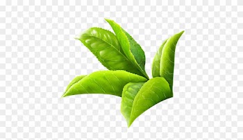 Tea Leaf Digital Painting By Using Wacom In Photoshop - Green Tea Leaf Png