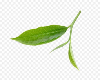 Tea Leaf Download - Fresh tea leaves 