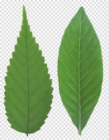 Tea Leaf Green, Green Leaf transparent background PNG clipart
