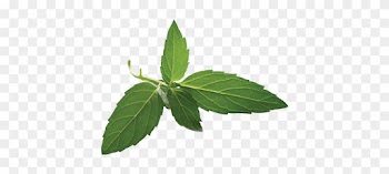 Tea Leaf Png Vectors Psd And Clipart For Pngtree - Licorice Leaf