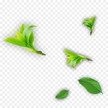 Tea Leaf - tea 