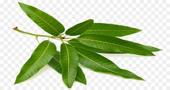 Tea Mango Leaf Puri Fruit - Mango green leaves 