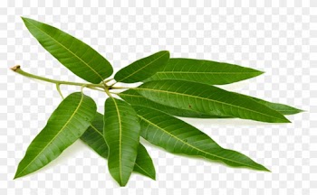 Tea Mango Leaf Puri Fruit - Mango Leaf