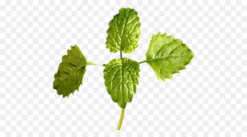 Tea Mentha spicata Photosynthesis - The balm tea 