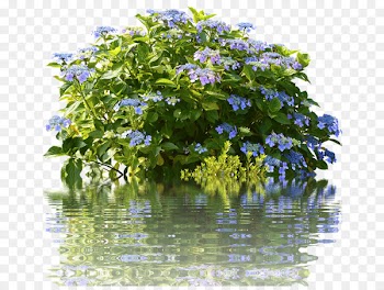 Tea of heaven Shrub Garden French hydrangea Shower Curtains - hydrangea bush 