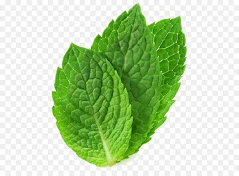 Tea Peppermint Mentha spicata Mentha arvensis Leaf - mint PNG 