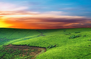 Tea plantation in Uganda