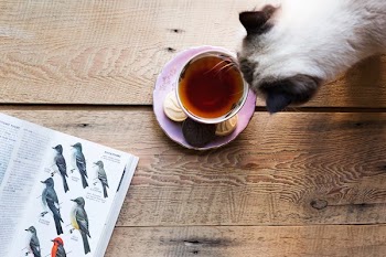 Tea Time With Kitty Cat