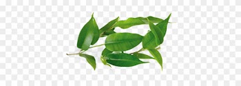 Tea Tree Oil Comes From An Australian Flowering Shrub - Tea Tree Leaves Png