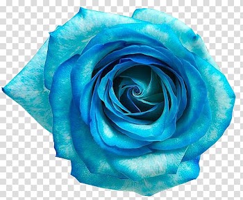 Teal and blue hybrid tea rose flower in bloom, Blue rose Blue flower, Flores AZUL transparent background PNG clipart