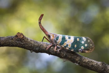 Teal and Brown Insect on Tree Branch