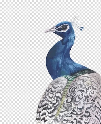 Teal and white peacock, Peafowl Watercolour Flowers Watercolor: Flowers Watercolor painting, watercolor peacock transparent background PNG clipart