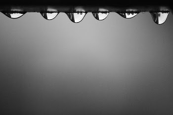 Tear Drops Macro Photography