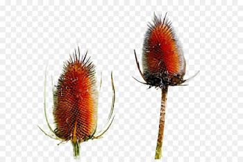 teasel plant flower flowering plant
