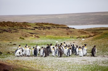 Teenage Penguins in Falkland Islands | Free Photo - rawpixel