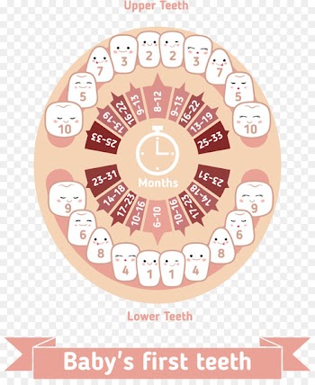 Teething Infant Deciduous teeth Human tooth - Vector cartoon baby teeth for dental protection notes 