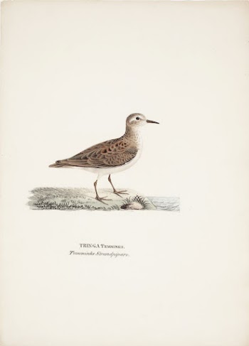 Temminck's stint, 1829, Magnus von | Free Photo - rawpixel