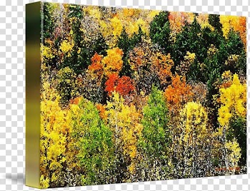 Temperate broadleaf and mixed forest Autumn Biome Tree, Watercolour Foliage transparent background PNG clipart