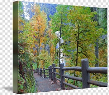Temperate broadleaf and mixed forest Nature reserve Larch Gallery wrap, forest transparent background PNG clipart