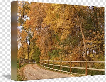 Temperate broadleaf and mixed forest Tree Deciduous Autumn, country road transparent background PNG clipart