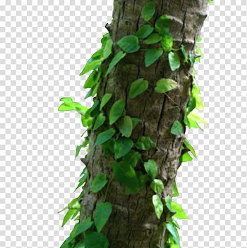 Template Logo, Trees transparent background PNG clipart